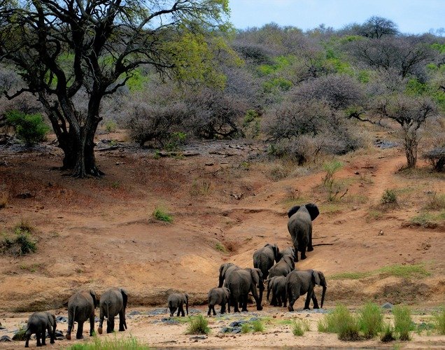 Classic tour - Arusha, Tarangire, Lake Manyara, Serengeti, Ngorongoro Crater safaris - Image 2