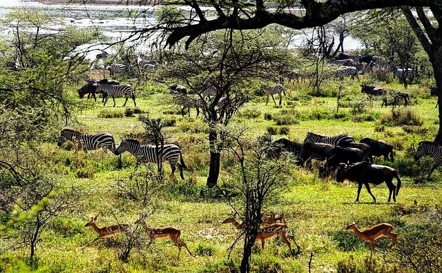 Best Safari: Arusha - Serengeti - Olduvai - Manyara  - Udzungwa Mountains