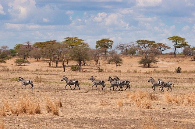 Maasai Cultural Heritage Experience - Image 2