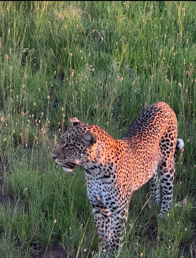 Mikumi National Park Safaris - Image 2