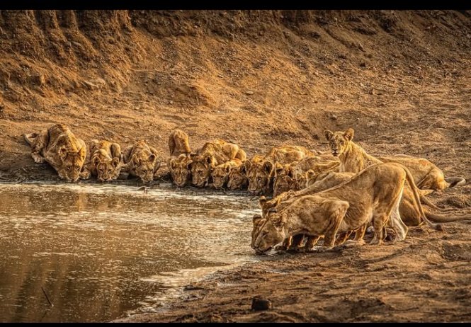 Mikumi National Park Safaris