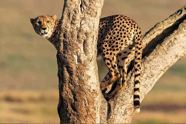 Mikumi National Park (2 Days) - Image 3